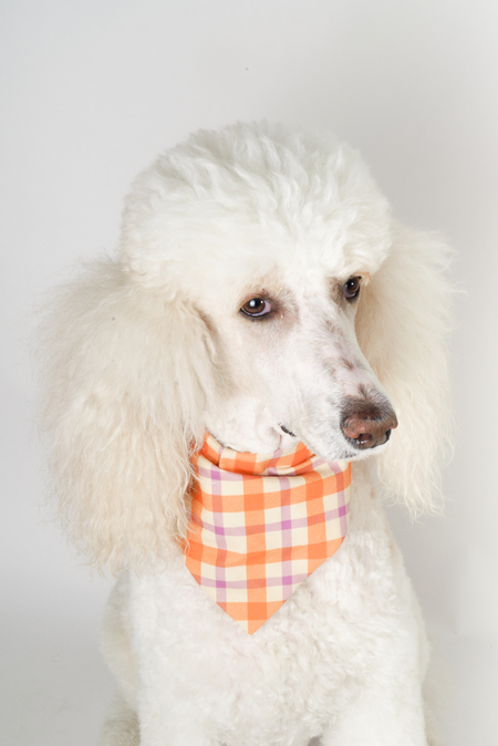 Entry image for Penny. Clicking this image will show a larger photo