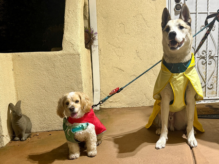 Entry image for Teddy and Kohl. Clicking this image will show a larger photo