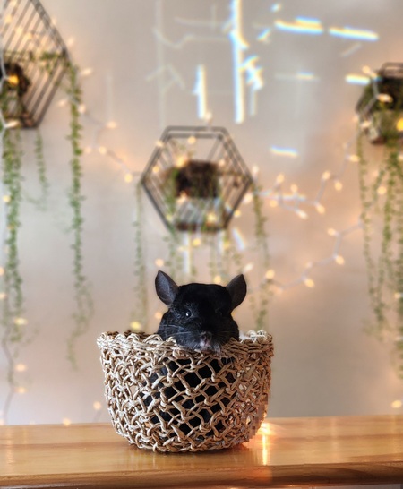 Entry image for Rosko. Clicking this image will show a larger photo