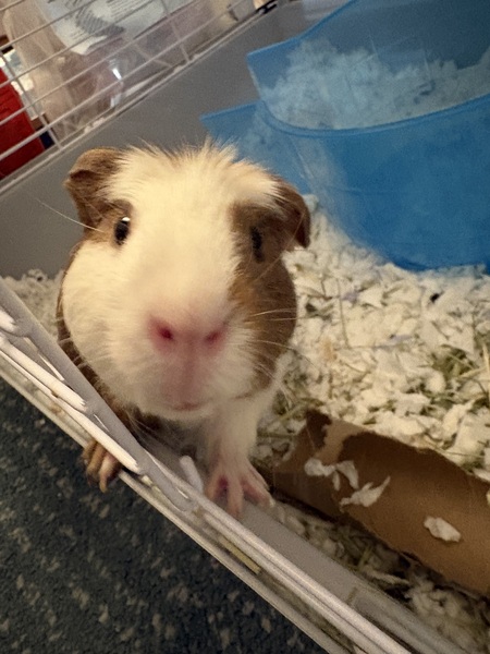 Entry image for Piglet. Clicking this image will show a larger photo