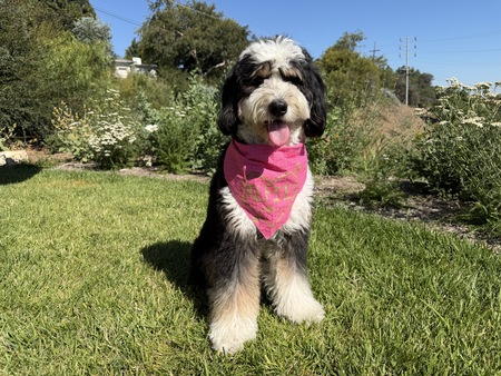 Entry image for Alfie. Clicking this image will show a larger photo