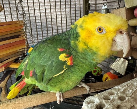 Entry image for Parrot. Clicking this image will show a larger photo