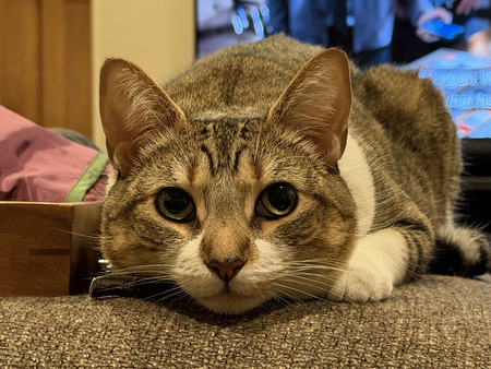 Entry image for Penny. Clicking this image will show a larger photo