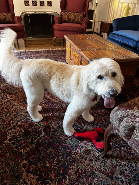 Entry image for Korky. Clicking this image will show a larger photo