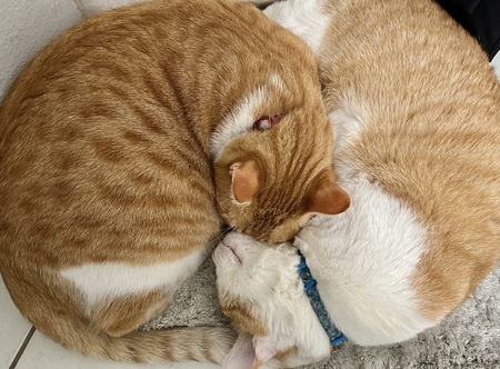Entry image for Ollie and Mozie. Clicking this image will show a larger photo