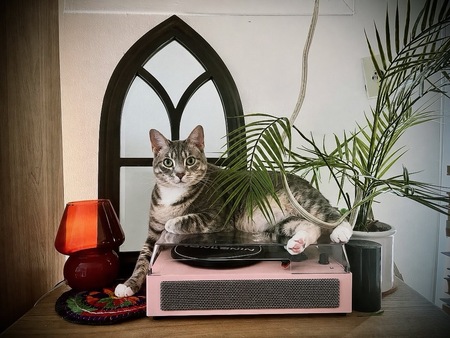 Entry image for Tallulah Belle. Clicking this image will show a larger photo