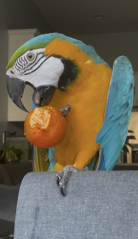 Entry image for Mango. Clicking this image will show a larger photo