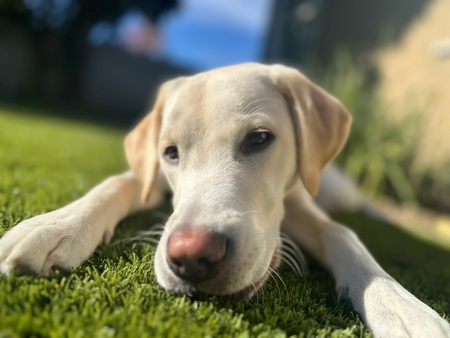 Entry image for Luna Bean. Clicking this image will show a larger photo