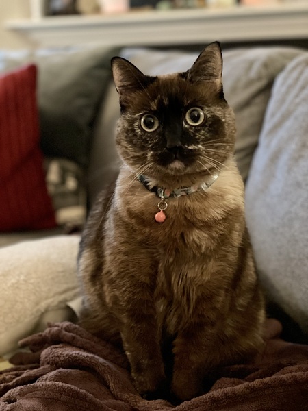 Entry image for Delilah. Clicking this image will show a larger photo