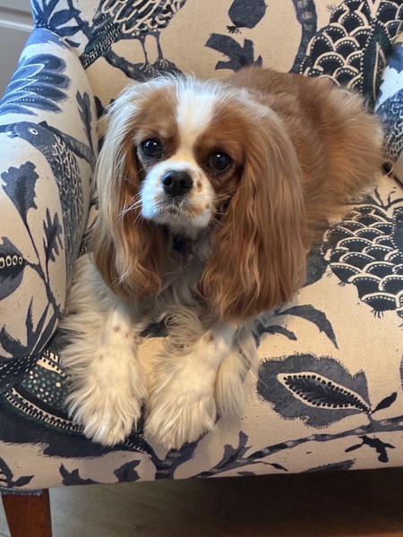 Entry image for Coco. Clicking this image will show a larger photo
