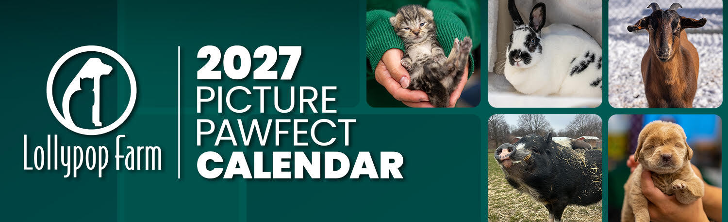 Banner for Lollypop Farm Picture Pawfect Calendar