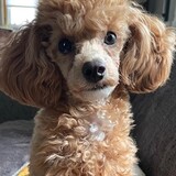 Entry image for Daisy