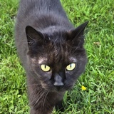 Entry image for Charlie