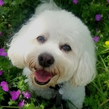 Entry image for Woody