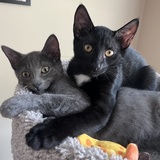 Entry image for Chloe & Finn