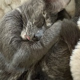 Entry image for Rosie