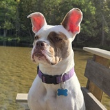 Entry image for Bailey