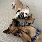 Entry image for Maple and Devo