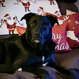 Entry image for Rex