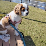 Entry image for Maisie Mae 