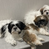 Entry image for Happy, Alvin, Skye