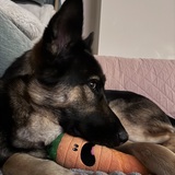 Entry image for Pepper