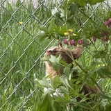 Entry image for Tiger