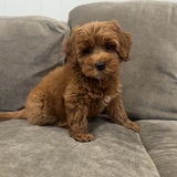 Entry image for Rosie