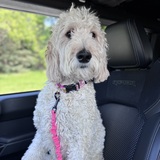 Entry image for Sophie