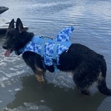 Entry image for Bruno