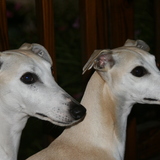 Entry image for Nod and Chloe