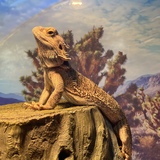 Entry image for Rex