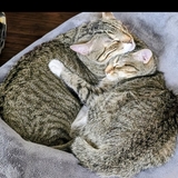 Entry image for Remy & Nola 💞