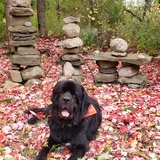 Entry image for Beau