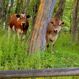 Entry image for Theo (left) and Moose (right)
