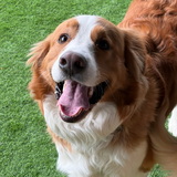 Entry image for Tucker