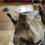 Entry image for Richard Parker
