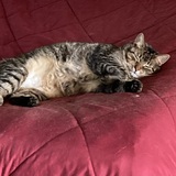 Entry image for Peanut