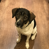 Entry image for Gracie