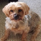 Entry image for LUCY