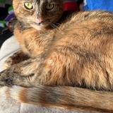 Entry image for Nutmeg