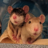 Entry image for Tobias & Elliott