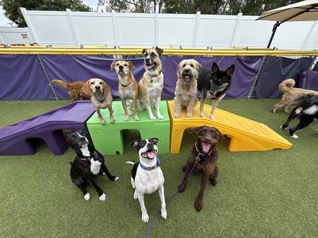 Entry image for Sugar and Friends. Clicking this image will show a larger photo