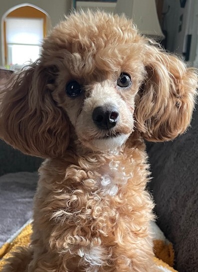 Entry image for Daisy. Clicking this image will show a larger photo