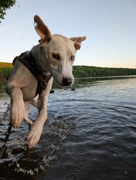 Entry image for Frankie. Clicking this image will show a larger photo