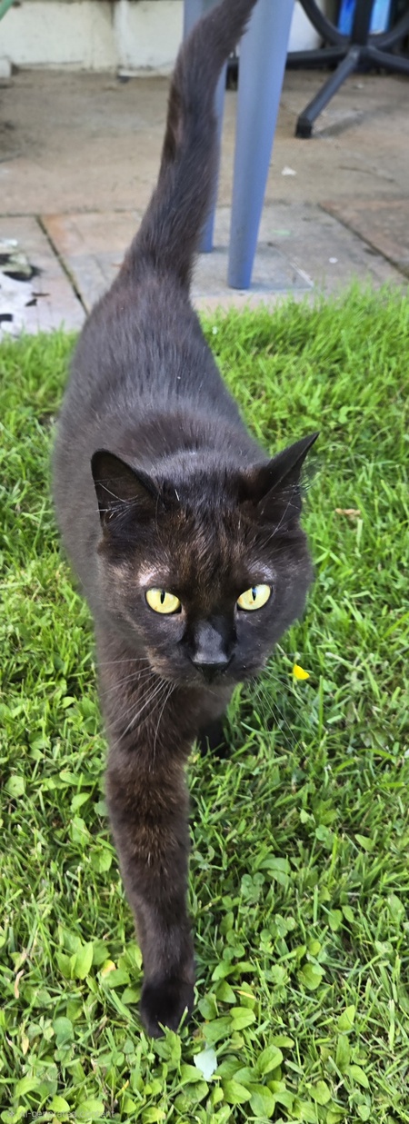 Entry image for Charlie. Clicking this image will show a larger photo