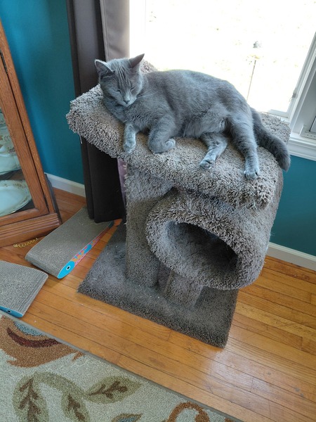 Entry image for Finneus. Clicking this image will show a larger photo