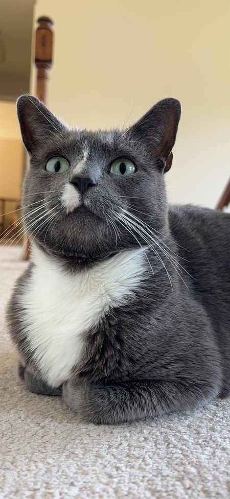 Entry image for Mr. Darcy. Clicking this image will show a larger photo