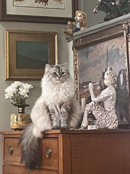 Entry image for Momo. Clicking this image will show a larger photo