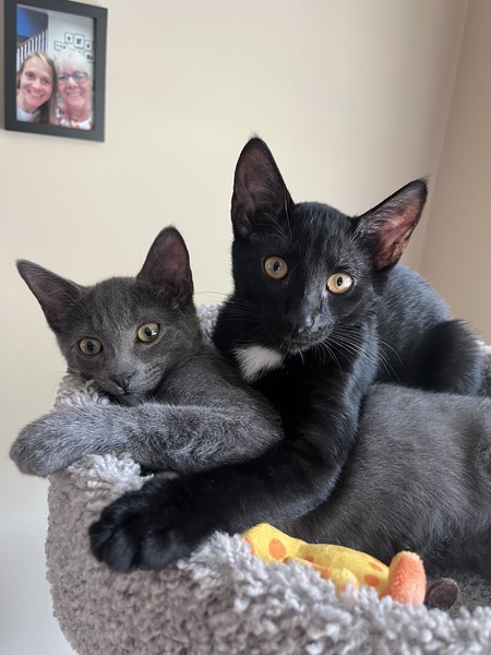Entry image for Chloe & Finn. Clicking this image will show a larger photo